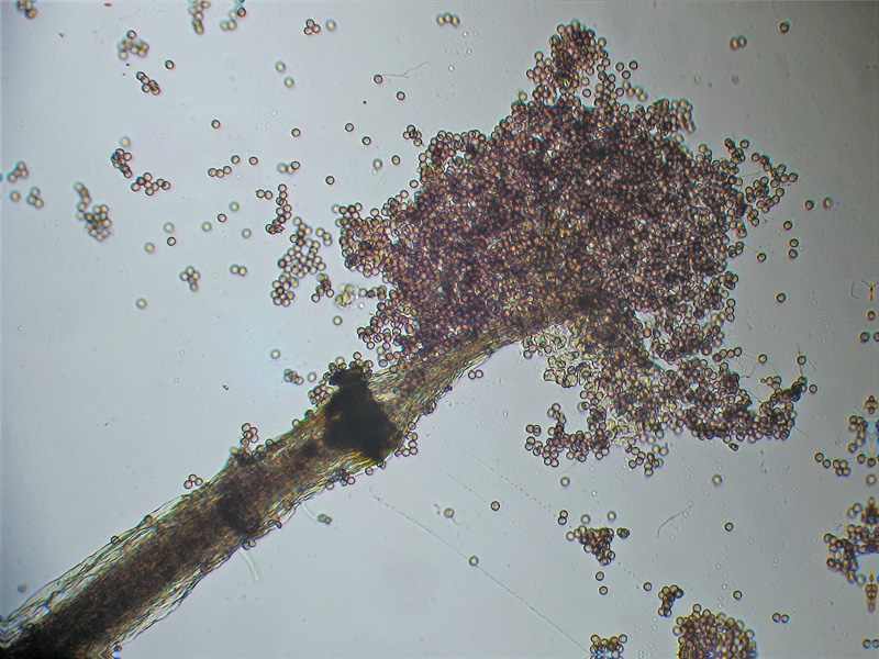 Clastoderma debaryanum?